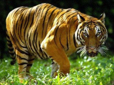 Голландская полиция обнаружила двух тигров, сбежавших из питомника