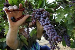 Վրաստանի կառավարությունը սուբսիդավորում է խաղողի մթերումները