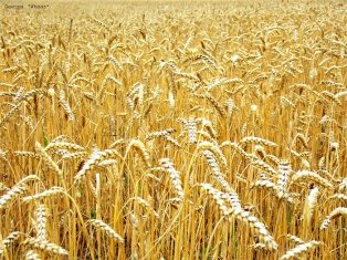 Armenia’s wheat imports up
