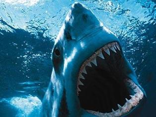 Three strayed sharks to pay high price for wandering to the Turkish coast