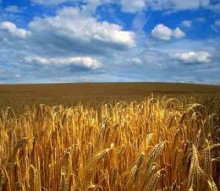 Украина будет экспортировать зерновые в Армению без квот