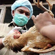 Bird flu reaches Azerbaijan