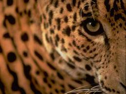 Leopard poachers in Armenia to be fined