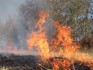 Դիլիջանը կրկին այրվում է