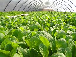 NKR President discusses tobacco growing in Karabakh