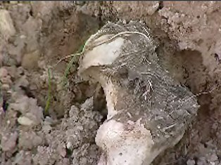 Тайное массовое захоронение в Мексике: 40 трупов