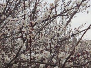 К 17 апреля в Армении потеплеет