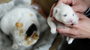 Кошка родила собаку