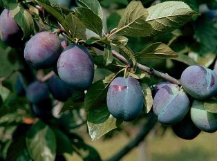 Այգեգործությունը որպես ուղիղ ճանապարհ