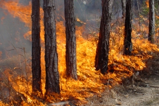 Fire in Armavir region damages electric cable