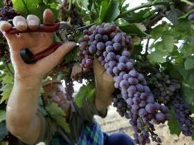 Երեւանի կոնյակի գործարանը հայտարարեց խաղողի մթերման գինը
