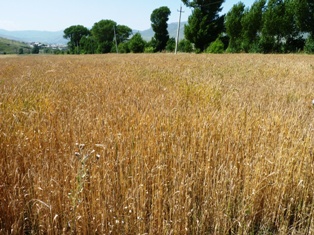 Լոռիի մարզում բերքահավաքն ավարտվել է