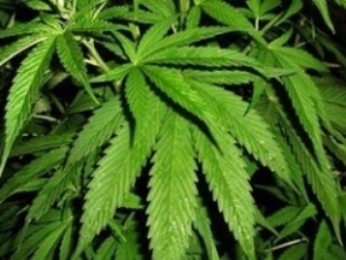 Man cultivated hemp in backyard in Armenia