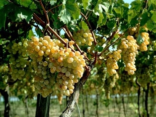 Grape quality will be more controlled – Armenian PM