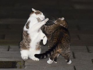 Потасовка у Даунинг-стрит: Кот премьера получил пощечину от кошки министра финан