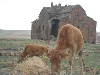 Turks develop cattle-raising in Ani (PHOTOS)