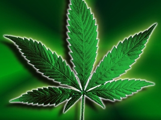 Вашингтон легализована марихуана марихуана индика сатива