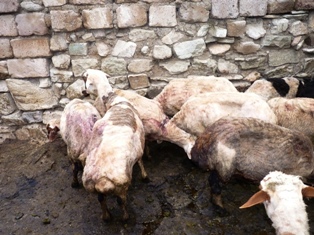 Գայլերի հարձակում Լոռիի մարզում