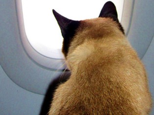 Кошка парализовала работу аэропорта в Саудовской Аравии