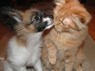 В Швейцарии существует традиция употреблять в пищу мясо собак и кошек