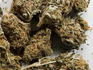 Армянские полицейские изъяли из гаража подозреваемого две цветочницы с коноплей