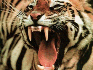 Tiger attacked drunken visitor in Tbilisi zoo