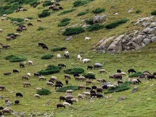 Սյունիքն ու Ատրպատականը արոտավայրերի մասին համաձայնագիր չեն կնքել. Տարածքային կա