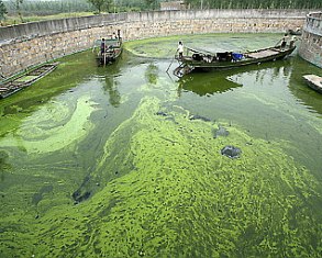 Побережья Южной Кореи подверглись нашествию микроскопических водорослей