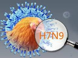 Вирус H7N9 может передаваться от человека к человеку?