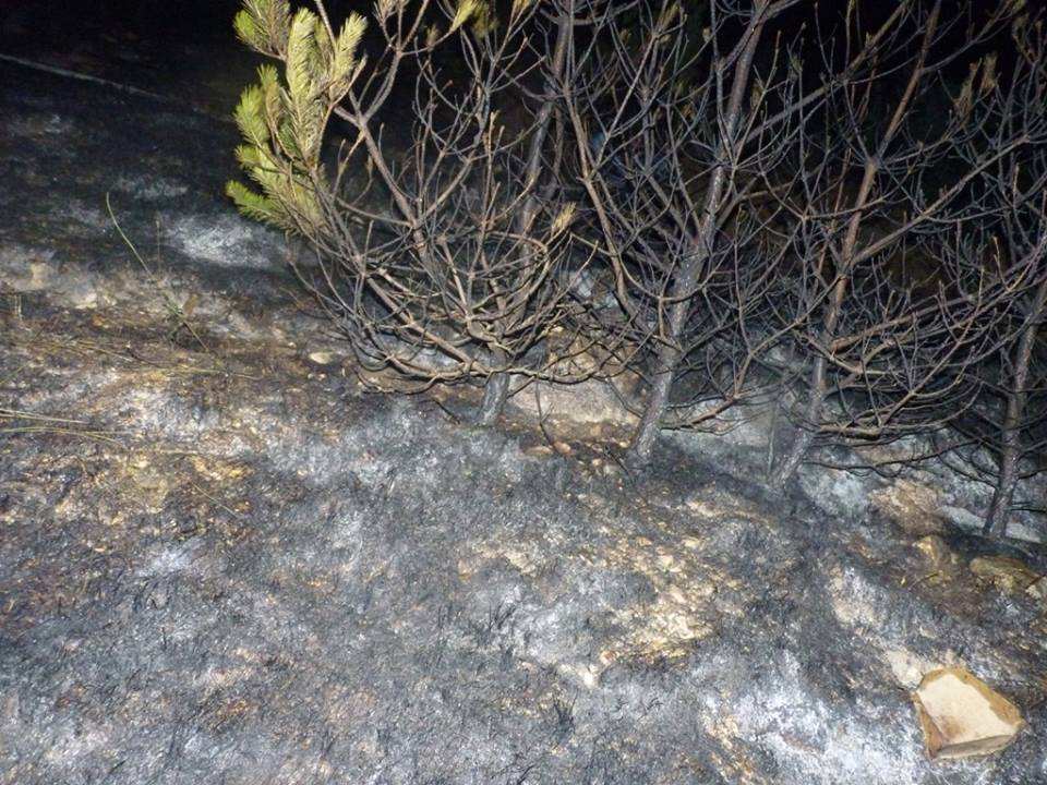 Խոշոր հրդեհ Սպիտակ քաղաքի Եղևնիների անտառում (ֆոտո)
