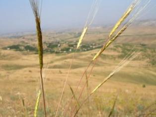 Գյուղացի ես, հարիֆ ես, պիտի վճարես. չծլած ցորենի պատճառով գյուղացիների ամբողջ ու