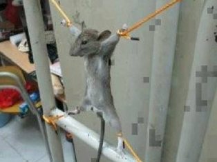 Палестинец распял мышь за съеденную зарплату?