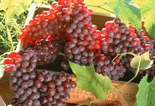 «Չորրորդ ինքնիշխանություն». Հովիկ Աբրահամյանի եղբոր գործարանում խաղողագործներին