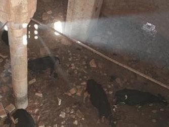 Armenian church in Turkey is used as barn (PHOTOS)