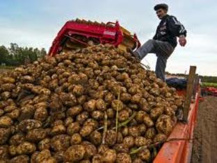 Грузия вернет в Армению более 400 тонн картофеля
