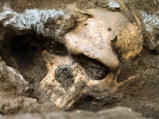 Ученые нашли ископаемые останки предполагаемого предка современных хищников