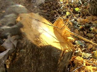Սղոցով անտառից երկու ծառ է հատել