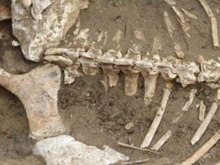 В Азербайджане обнаружены трупы 1000 лошадей и ослов
