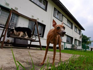 В Сингапуре будут штрафовать за жестокое обращение с животными