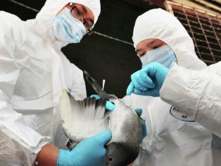 В Южной Корее истребили 20 тысяч птиц по подозрению на грипп