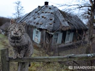 Кошка спасла хозяину жизнь на пожаре