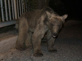 Owner of bear found on Yerevan street did not show up