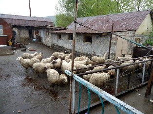 Գայլերը հոշոտել են 10 ոչխար