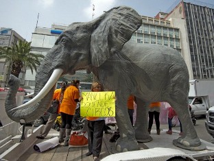 Мексиканские циркачи бастуют против запрета на выступления животных
