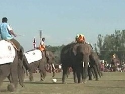 Elephants play football with people