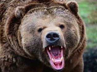 Медведь откусил руку пятилетней девочке