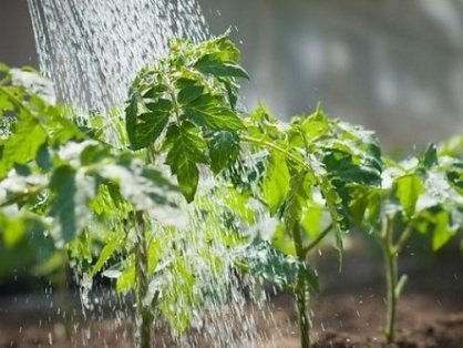 Քալիֆորնիայի իշխանությունները տուգանք են սահմանում ջրի գերածախսի համար