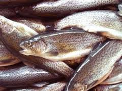 Armenia fishing industry to save from illegal fishing – expert