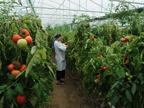 Մասնագետ. Հայ երիտասարդությունը հետաքրքրված չէ ջերմոցային տնտեսություններով