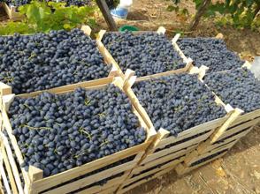 Փորձագետ. 2014թ. Խաղողի բերքը 10%-ով կավելանա